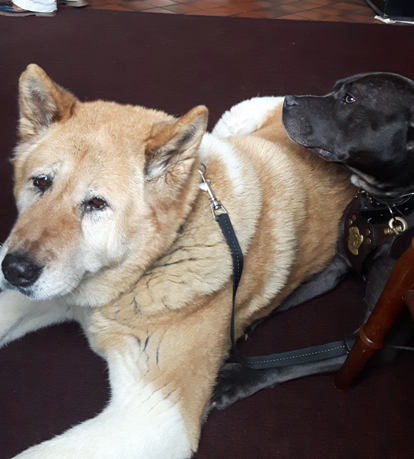 Toffee the Japanese Akita and Sultan warming paws