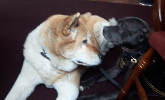Toffee the Japanese Akita and Sultan face to face