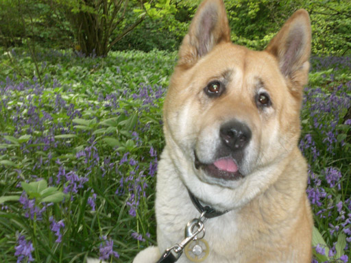 Toffee the Japanese Akita Kirkstall Woods in the Bluebells 1